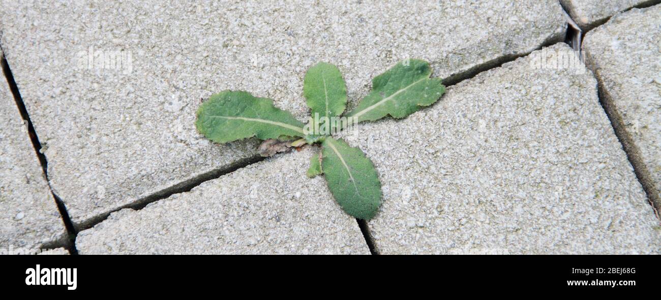 Grass growing between bricks hi-res stock photography and images - Alamy