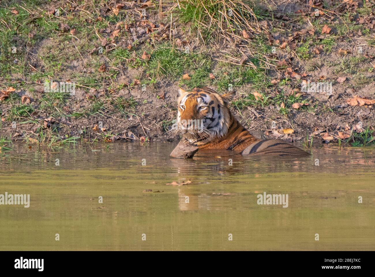 Chhota Munna Tiger resting in water at Kanha National Park, Madhya Pradesh, India Stock Photo