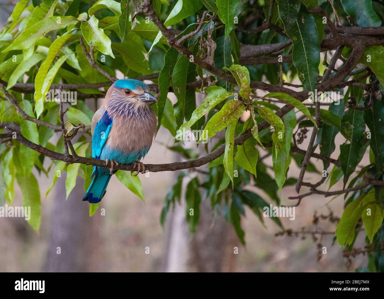 An Indian roller resting on a tree at Kanha Tiger reserve, Madhya Pradesh, India Stock Photo