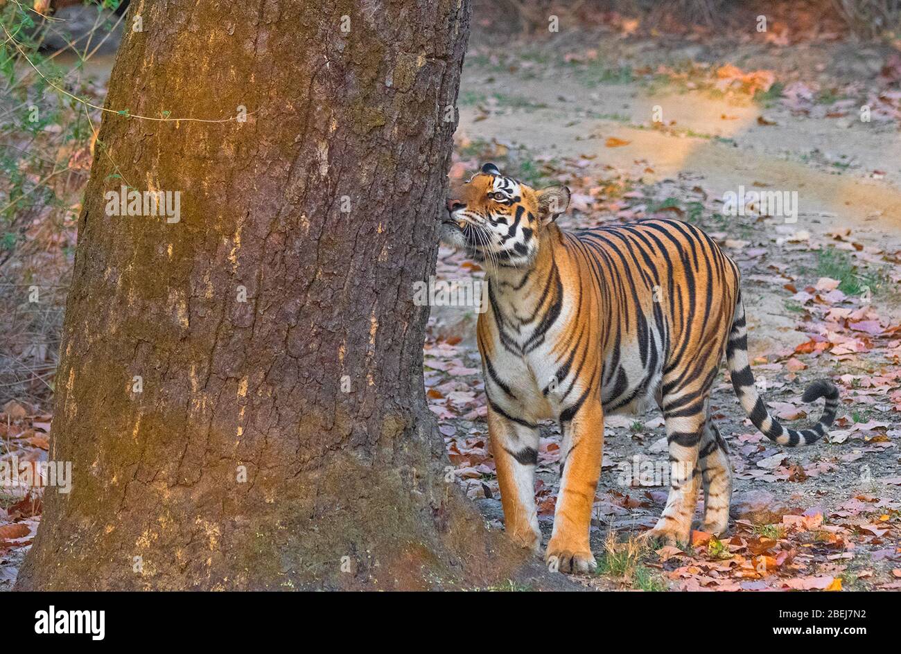 A female tiger sniffing a tree during safari at Kanha Tiger Reserve, Madhya Pradesh, India Stock Photo