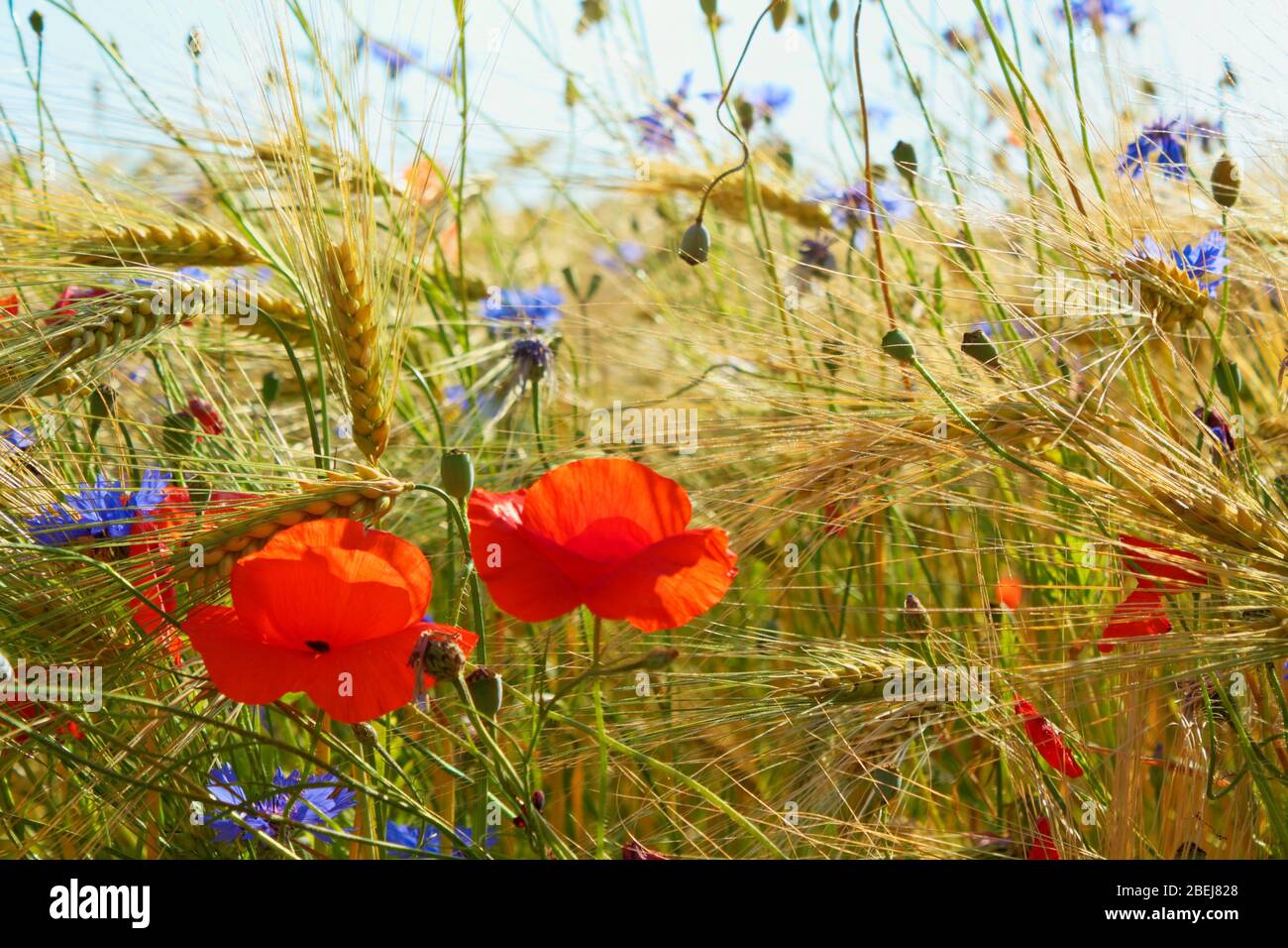 Poppys and cornflowers in the grain field, Northern Germany. Backlit Photograph Stock Photo