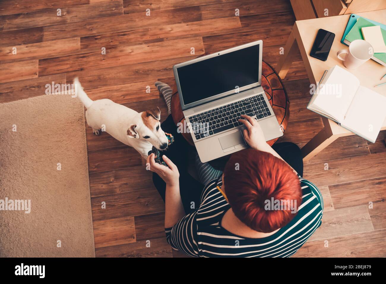 Home office, a woman works online using laptop computer, the dog interferes. Stay home, work online, quarantine coronavirus Stock Photo