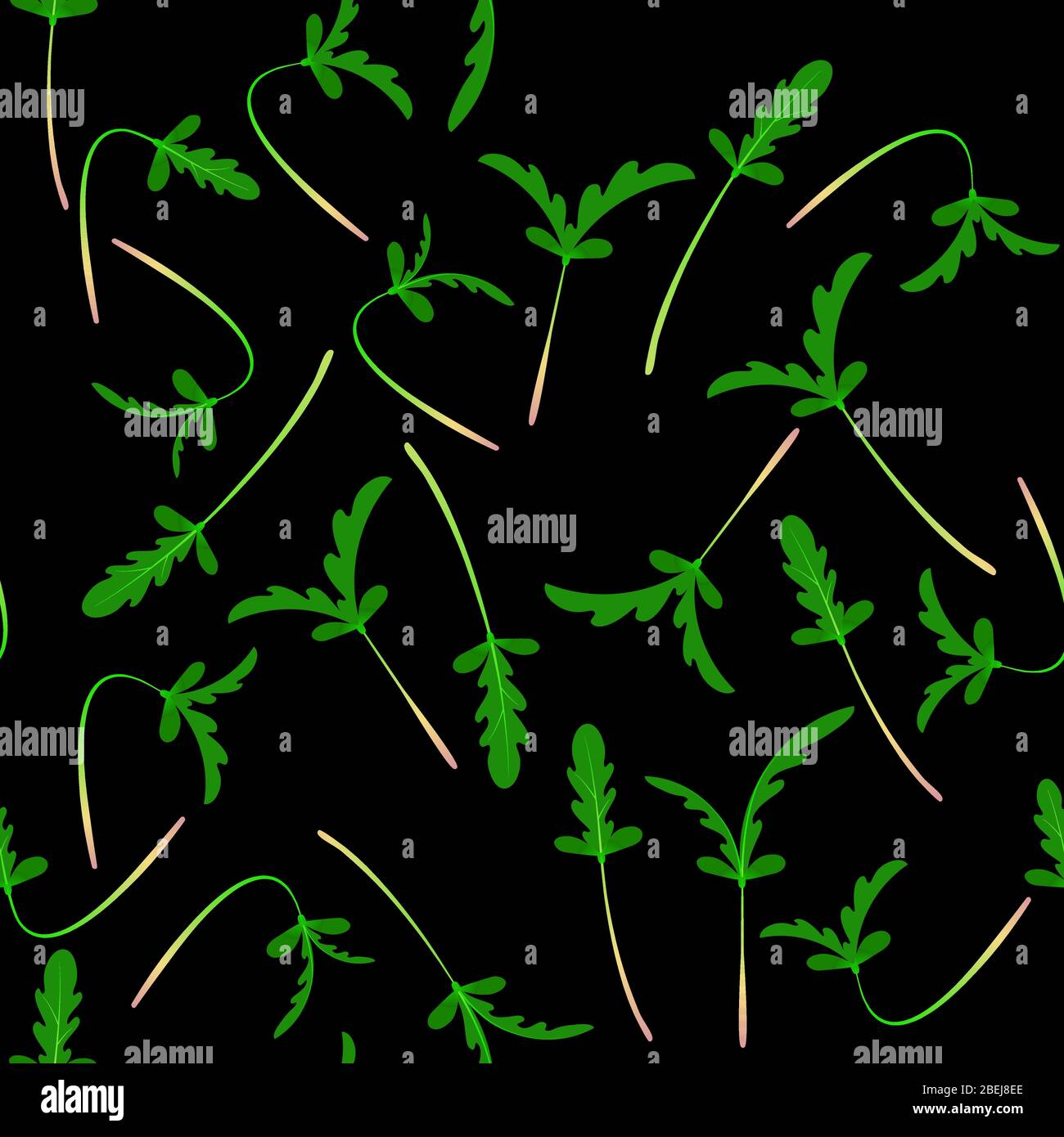 Microgreens Shungiku. Glebionis coronaria, garland chrysanthemum, chop suey green, crown daisy
