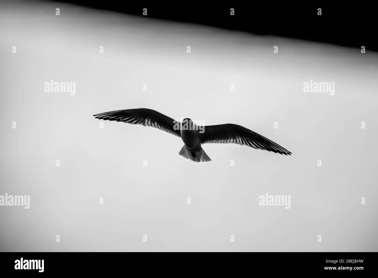 Black silhouette of seagull in flight with spread wings on the white sky background Stock Photo
