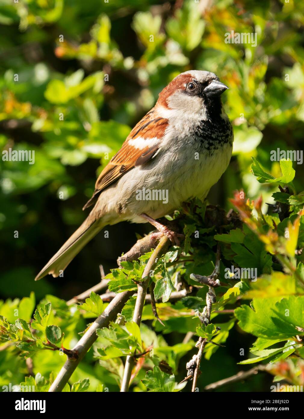 Female House Sparrow (Passer domesticus) perched in Hawthorn, Warwickshire Stock Photo