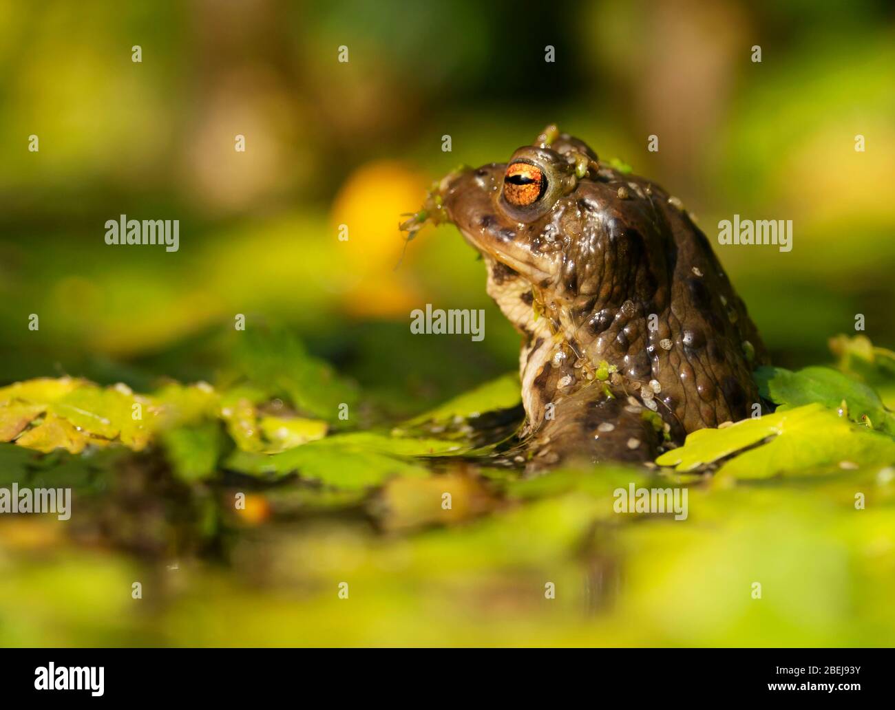 A Common Frog (Rana temporaria) lies half submerged in a Warwickshire garden pond Stock Photo