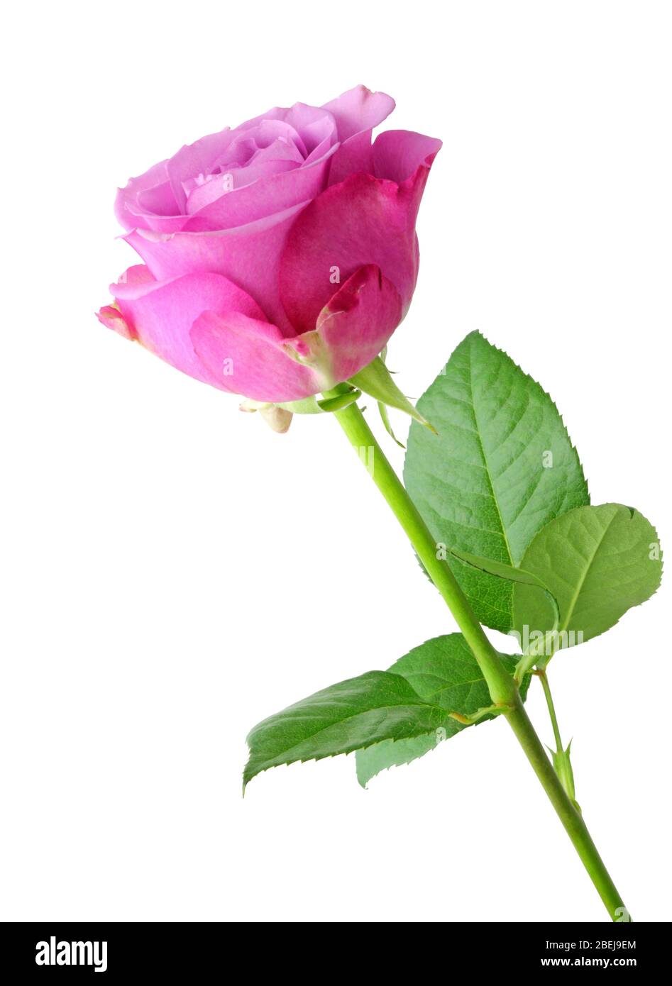 Rose (Rosaceae) isolated on white background, including clipping path. Germany Stock Photo