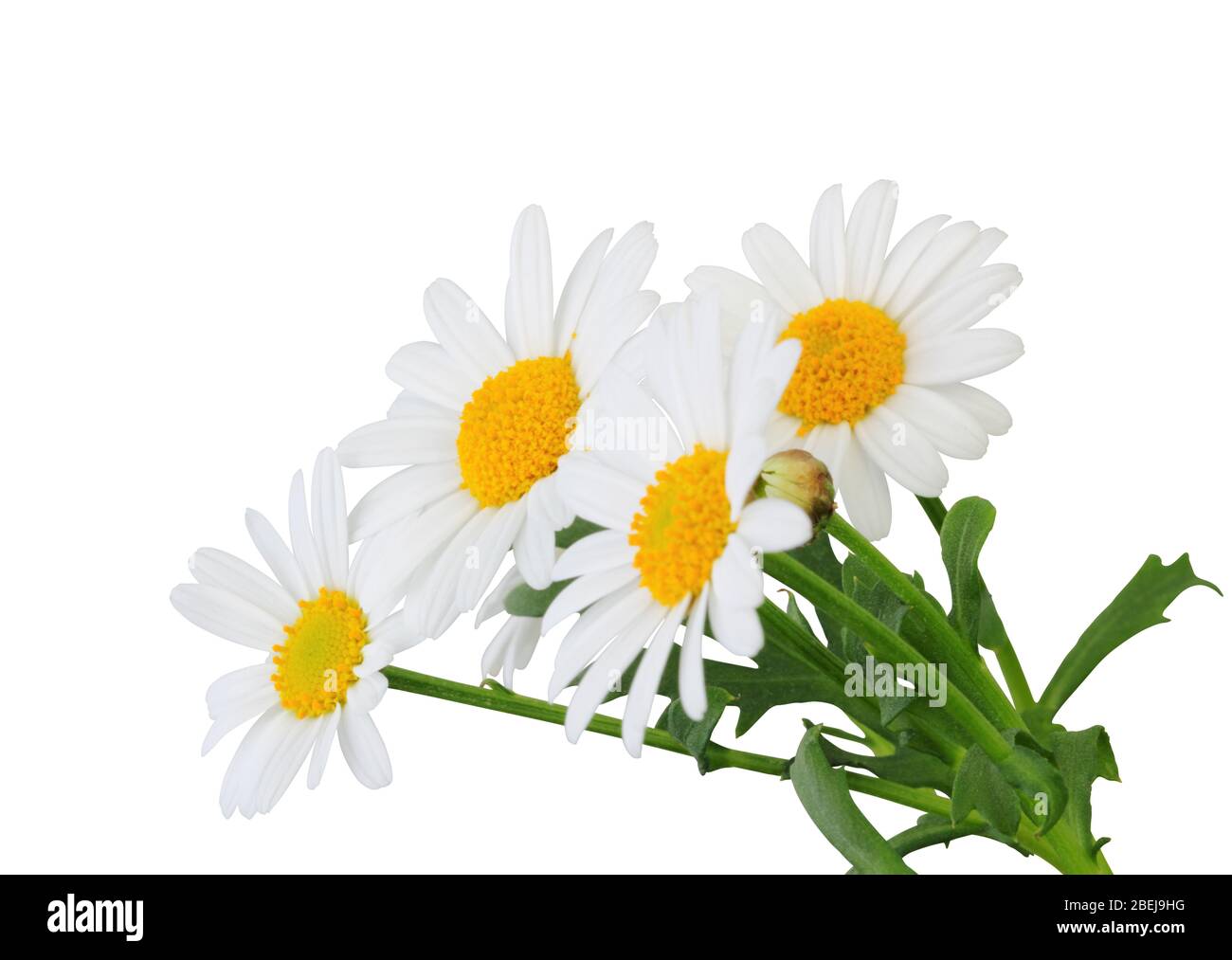 Daisies (Margeriten) isolated on white background, including clipping path. Germany Stock Photo