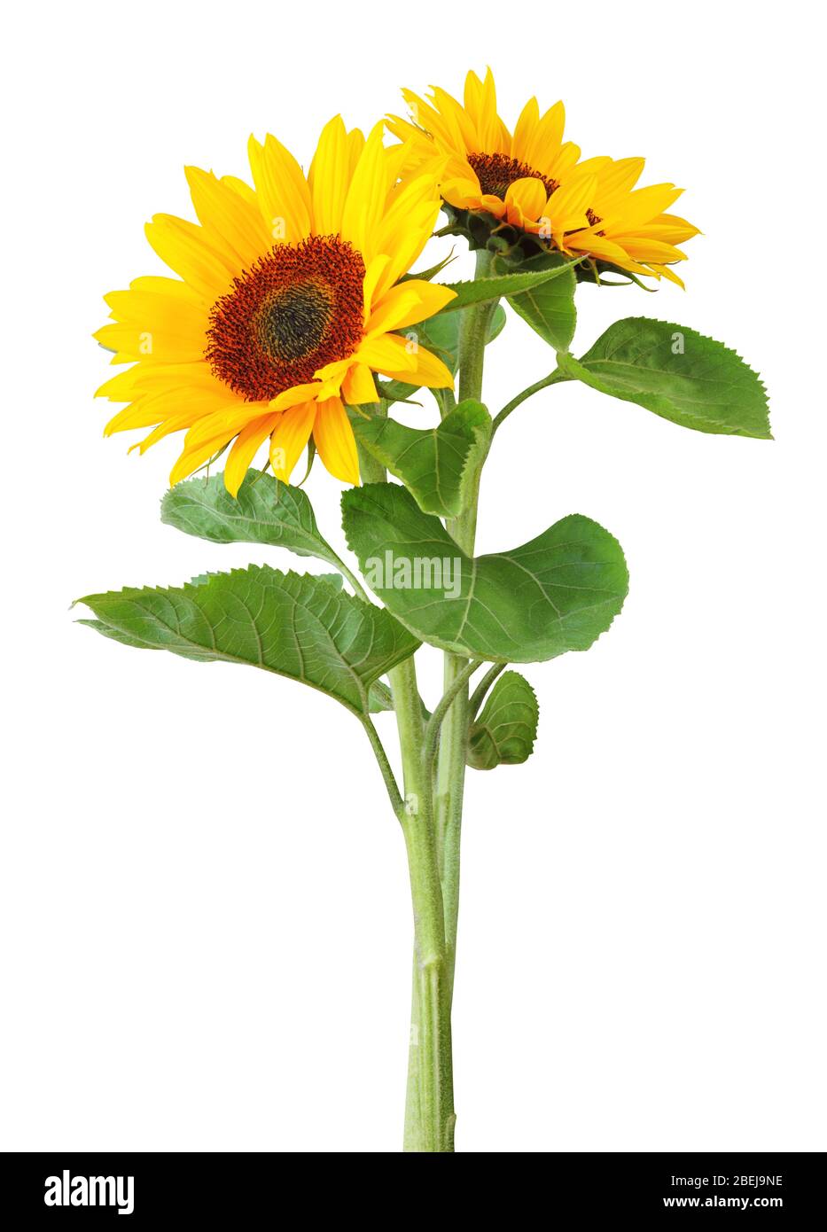 Two sunflowers (Helianthus annuus, Asteraceae)  isolated on white background, , inclusive clipping path. Germany Stock Photo