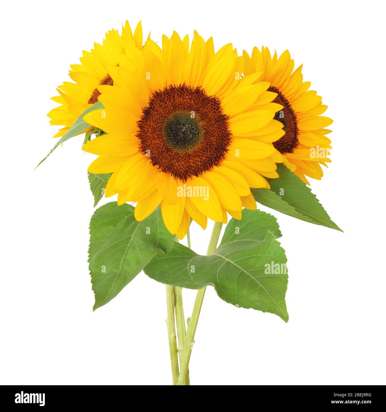 Three sunflowers (Helianthus annuus, Asteraceae) isolated on white background, , including clipping path. Germany Stock Photo