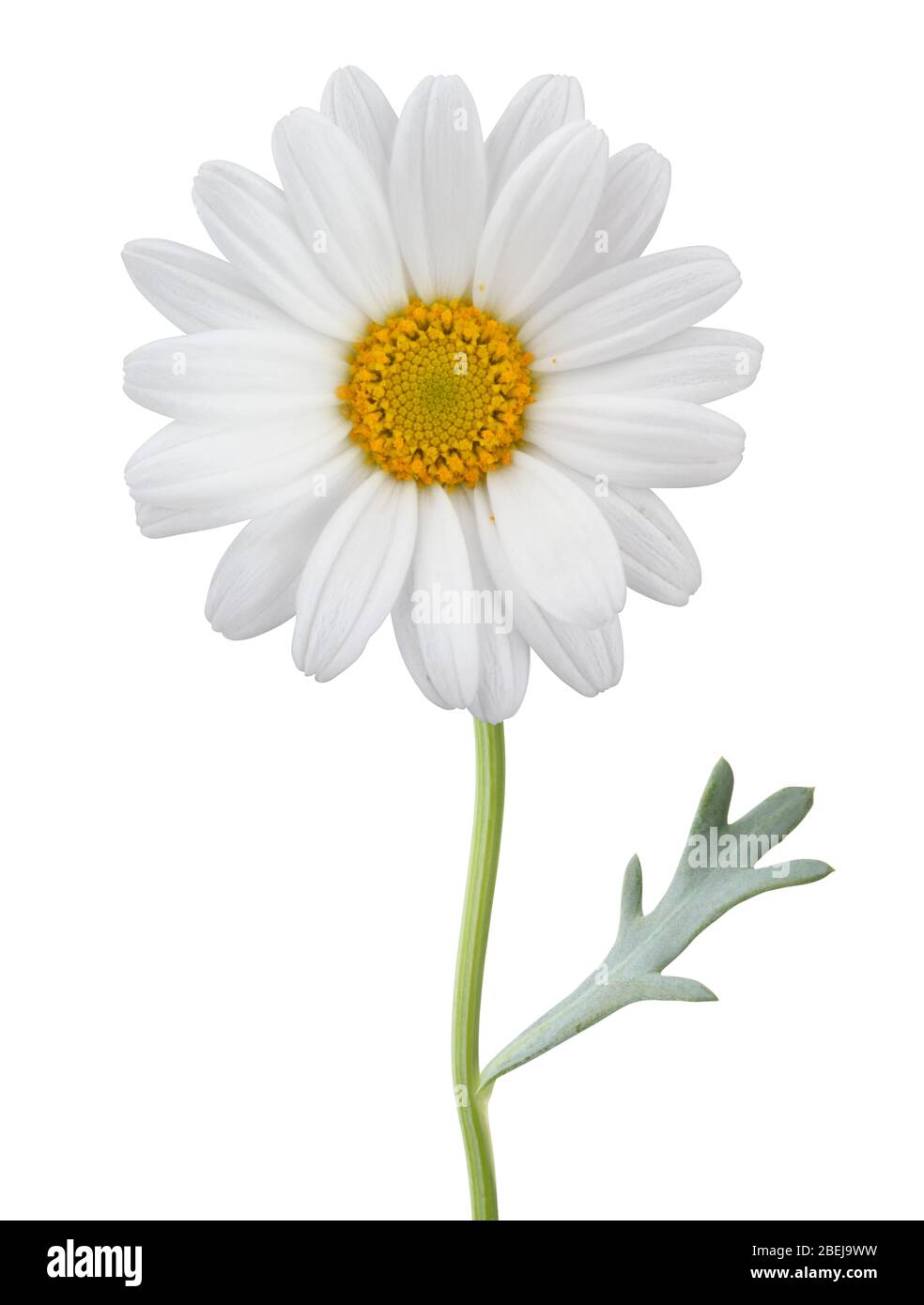 Lovely white Daisy (Marguerite) isolated on white background, including clipping path. Germany Stock Photo