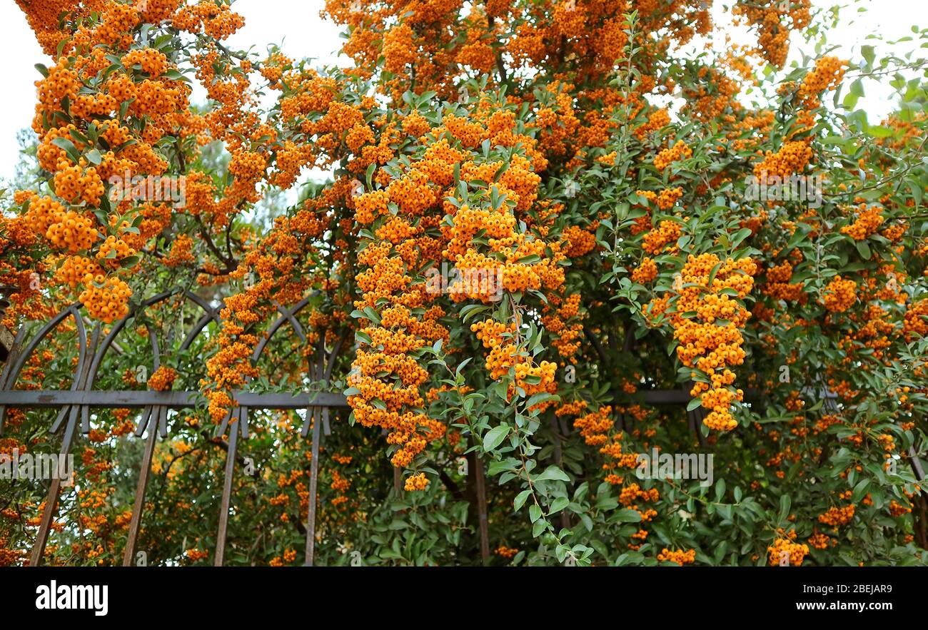 Bunches of Berry-like Fruits of the Orange Firethorn (Pyracantha) Hedging Plants Stock Photo