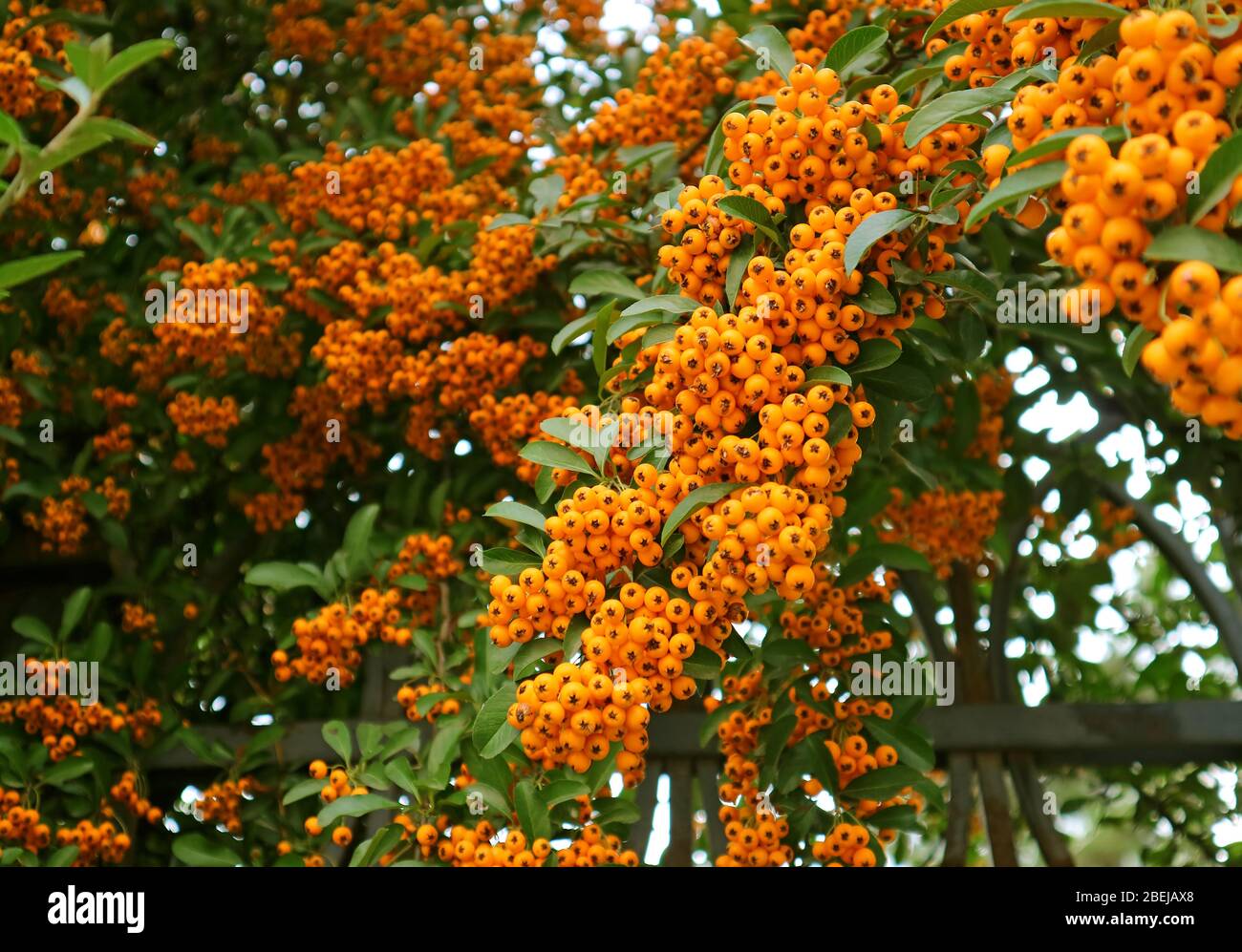 Closeup Bunch of Vivid Orange Fruits of Firethorn (Pyracantha) Growing on the Fence Stock Photo