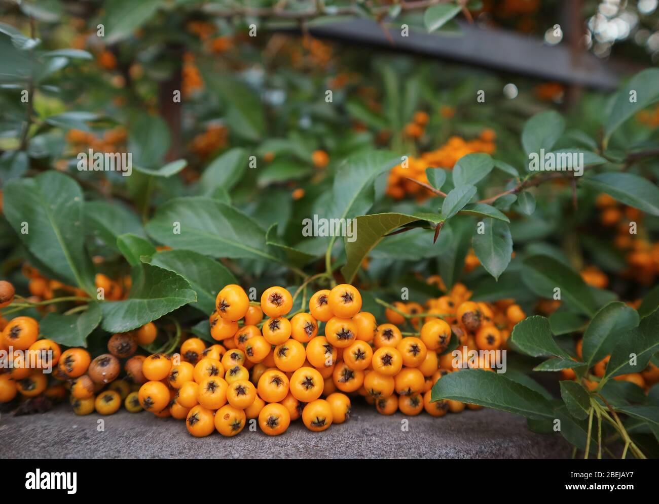 Closeup Ripe Berries of the Orange Firethorn or Pyracantha Plants on the Fence Stock Photo