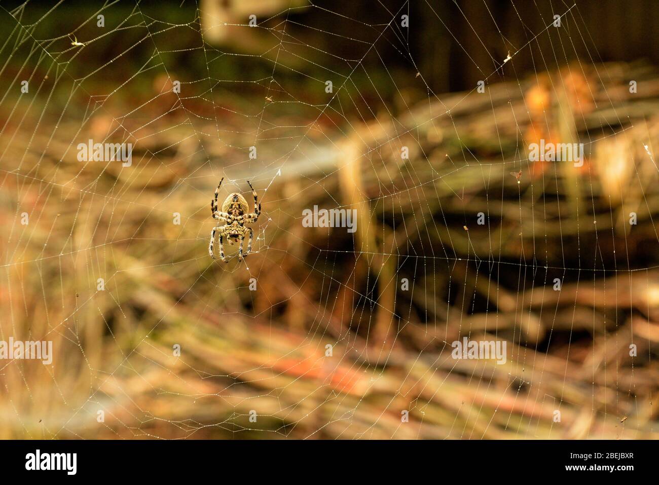 Spider waiting for prey in the middle of cobweb Stock Photo - Alamy