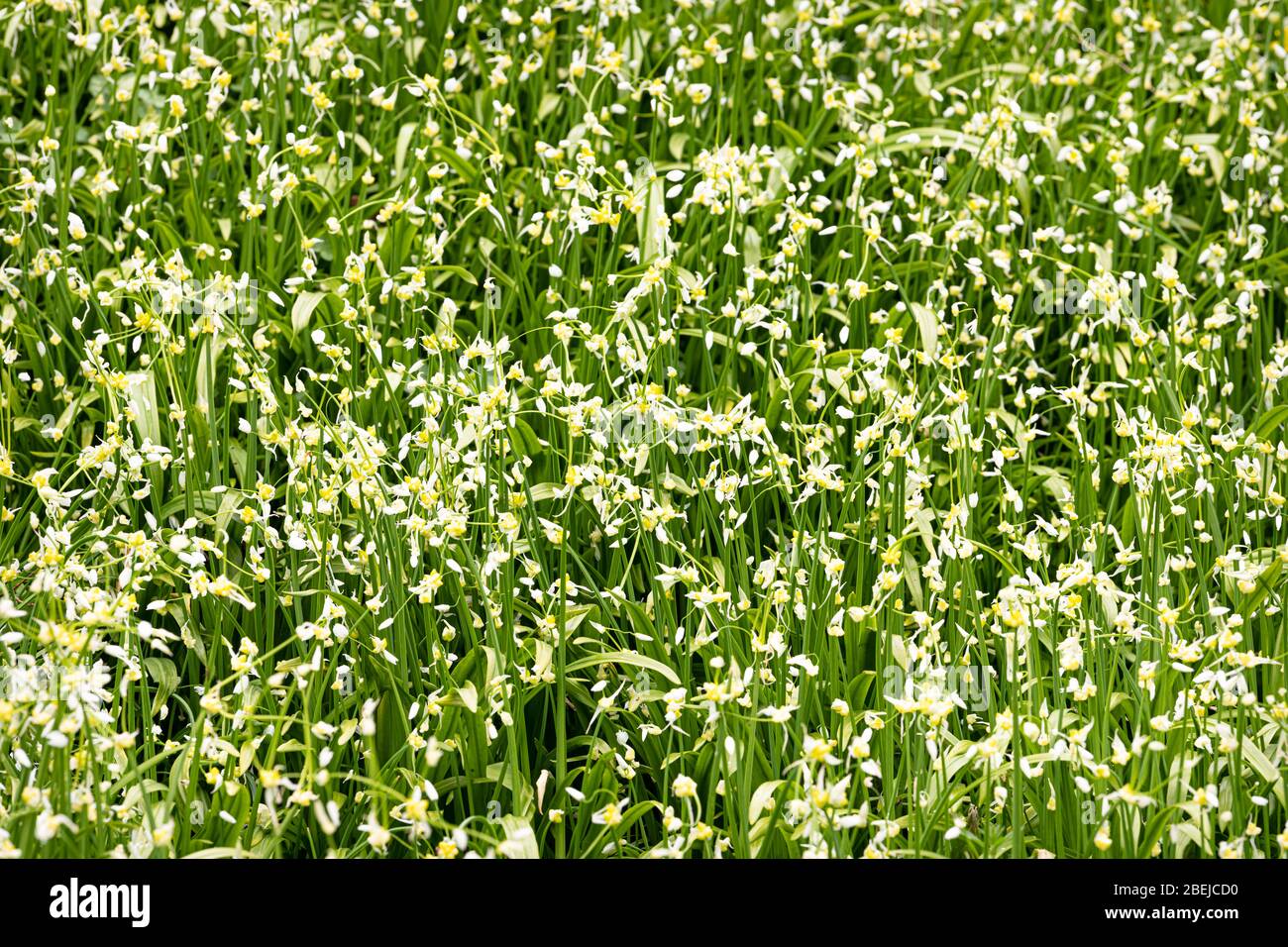 Wild plants green background hi-res stock photography and images - Alamy