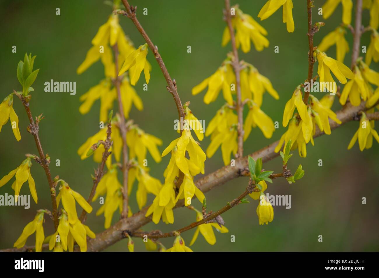 Yellow Broom flowers closeup. Spring bush with yellow flowering Stock