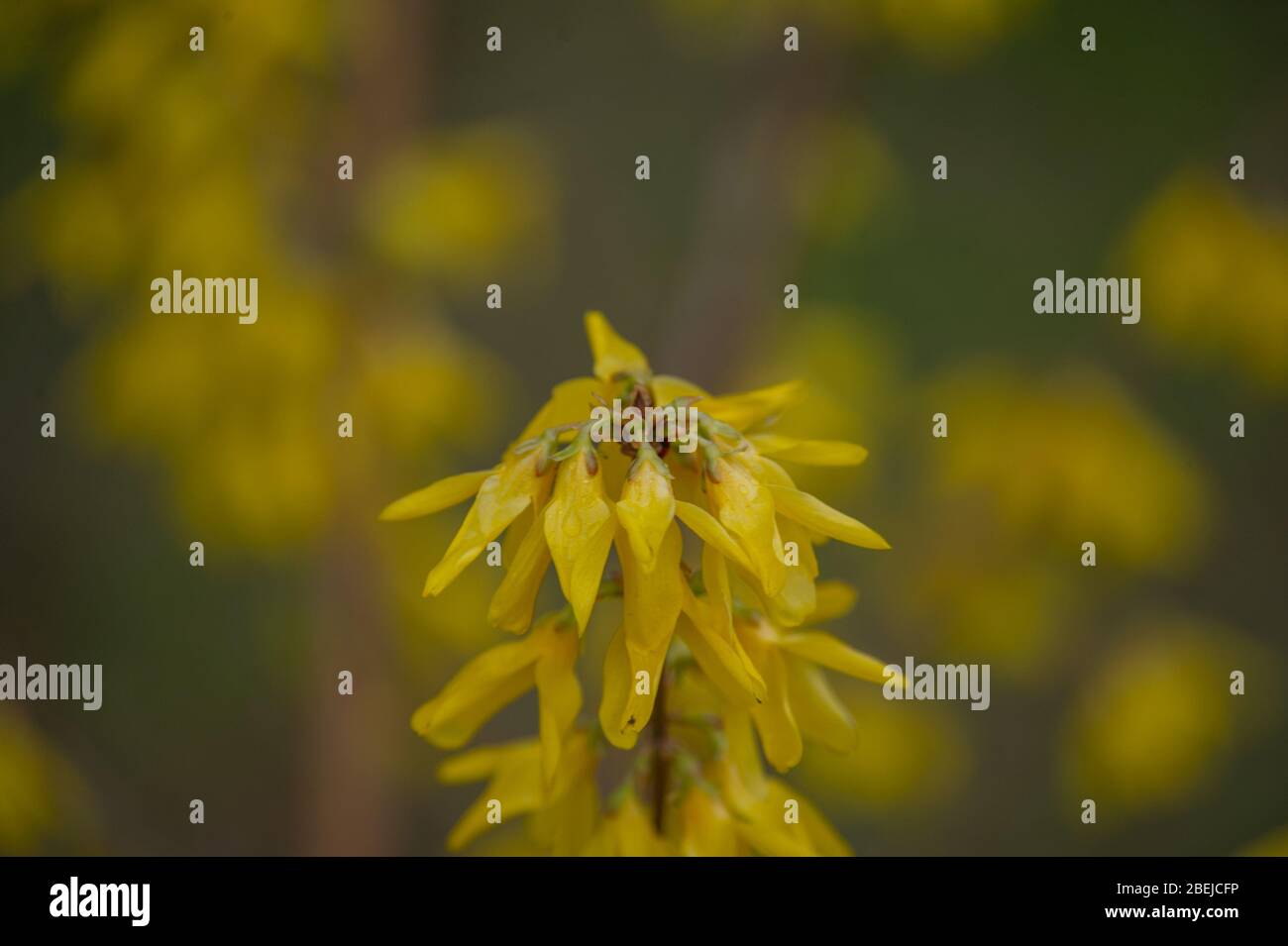 Yellow Broom flowers closeup. Spring bush with yellow flowering Stock
