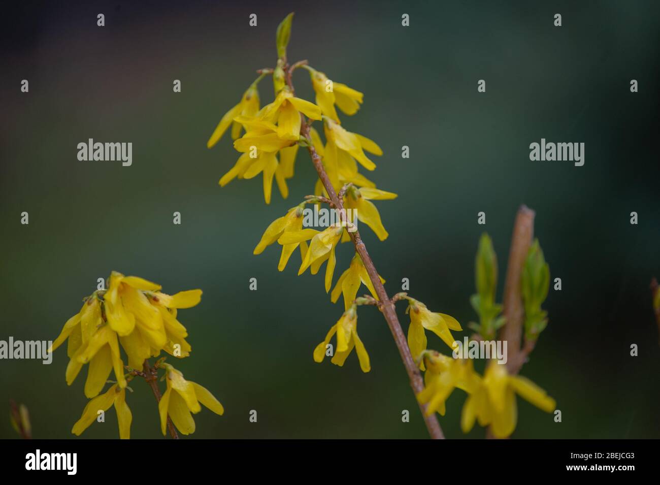 Yellow Broom flowers closeup. Spring bush with yellow flowering Stock