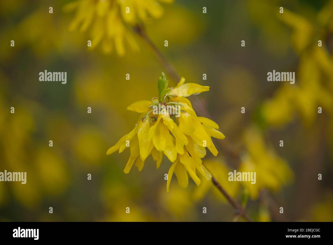 Yellow Broom flowers closeup. Spring bush with yellow flowering Stock