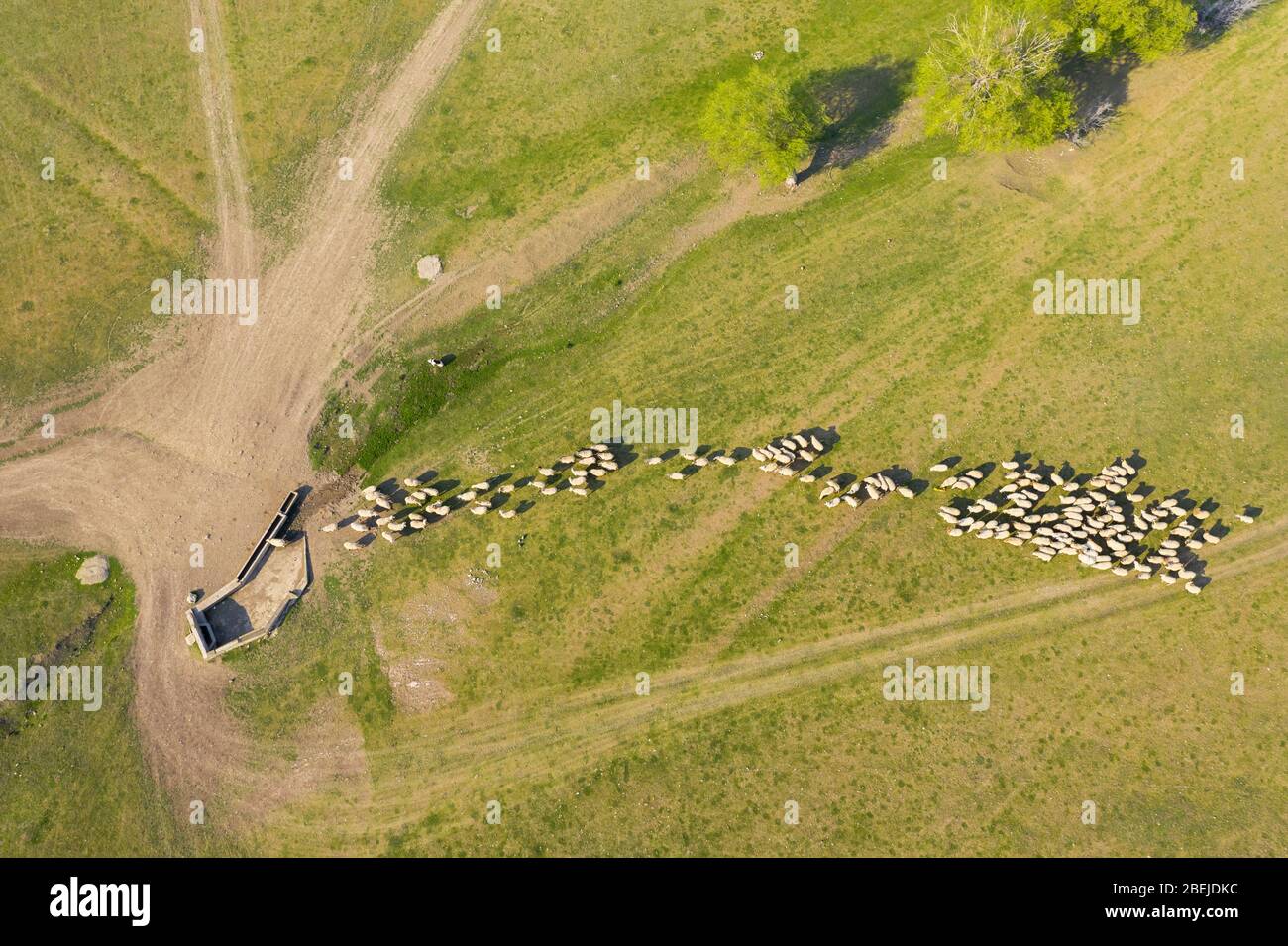Aerial view of flock of sheep on pasture Stock Photo - Alamy