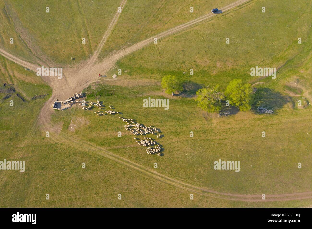 Aerial view of flock of sheep on pasture Stock Photo - Alamy