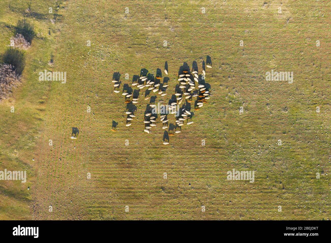 Aerial view of sheep in field hi-res stock photography and images - Alamy