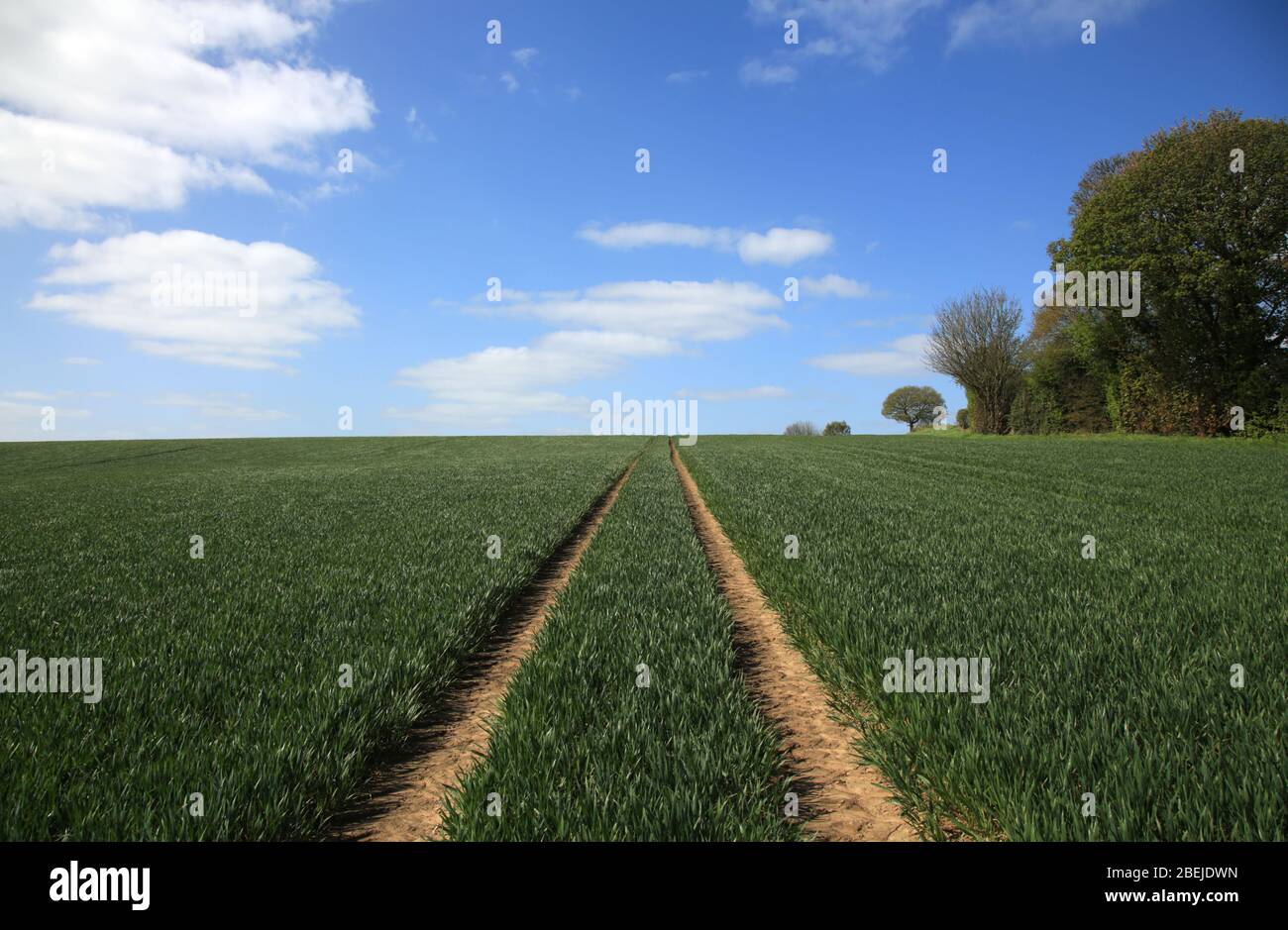 Tractor tracks field hi-res stock photography and images - Alamy