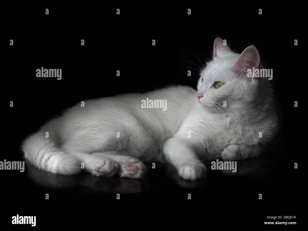 Sitting white cat with green eyes, on isolated black background with reflection, looking away. Stock Photo