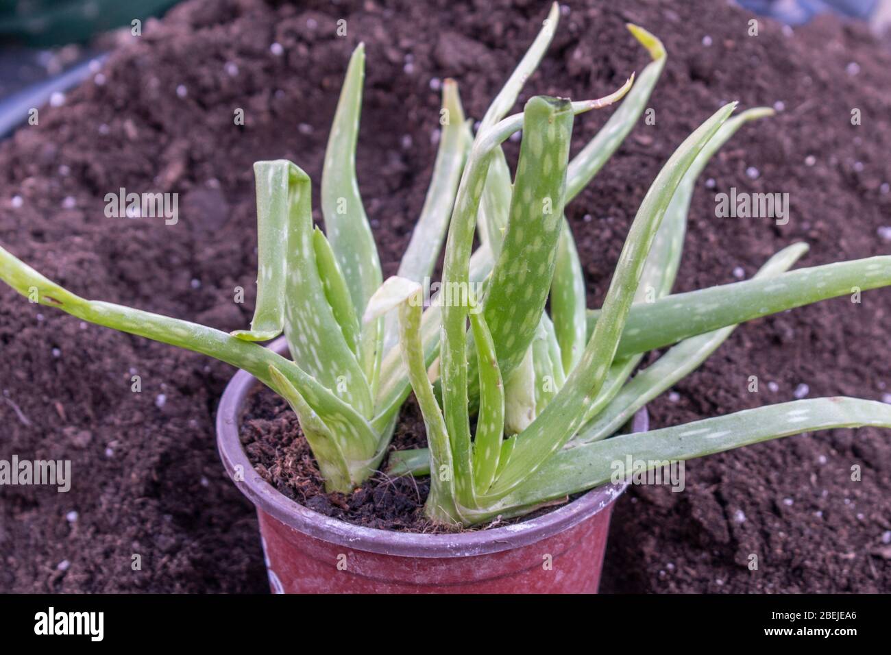 Young Aloe vera barbadensis miller seedling in pot Stock Photo