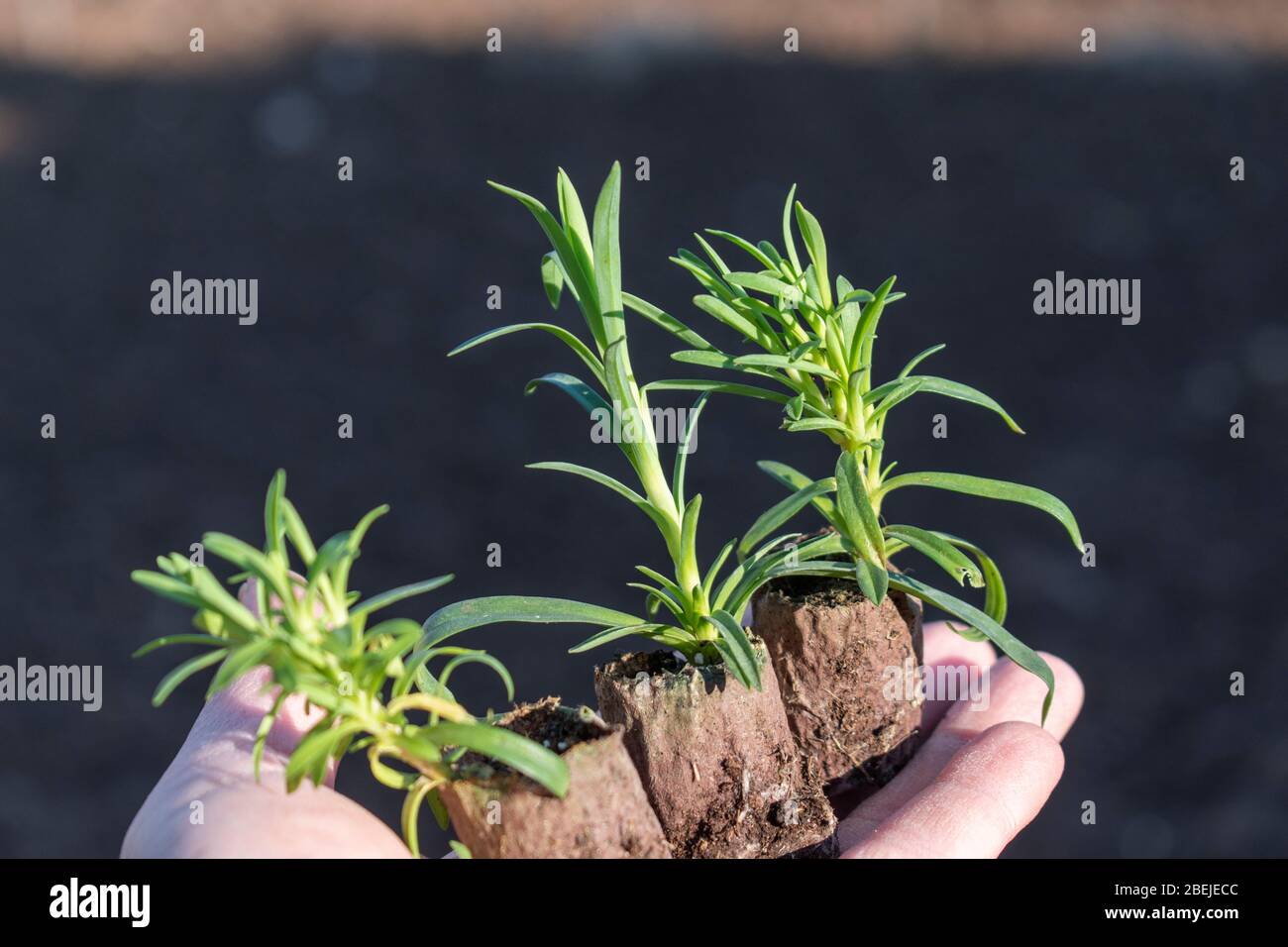 Young carnation ( dianthus ) seedlings in hand Stock Photo Alamy