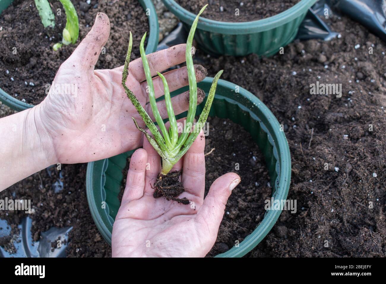 Young Aloe vera barbadensis miller seedling in hand Stock Photo