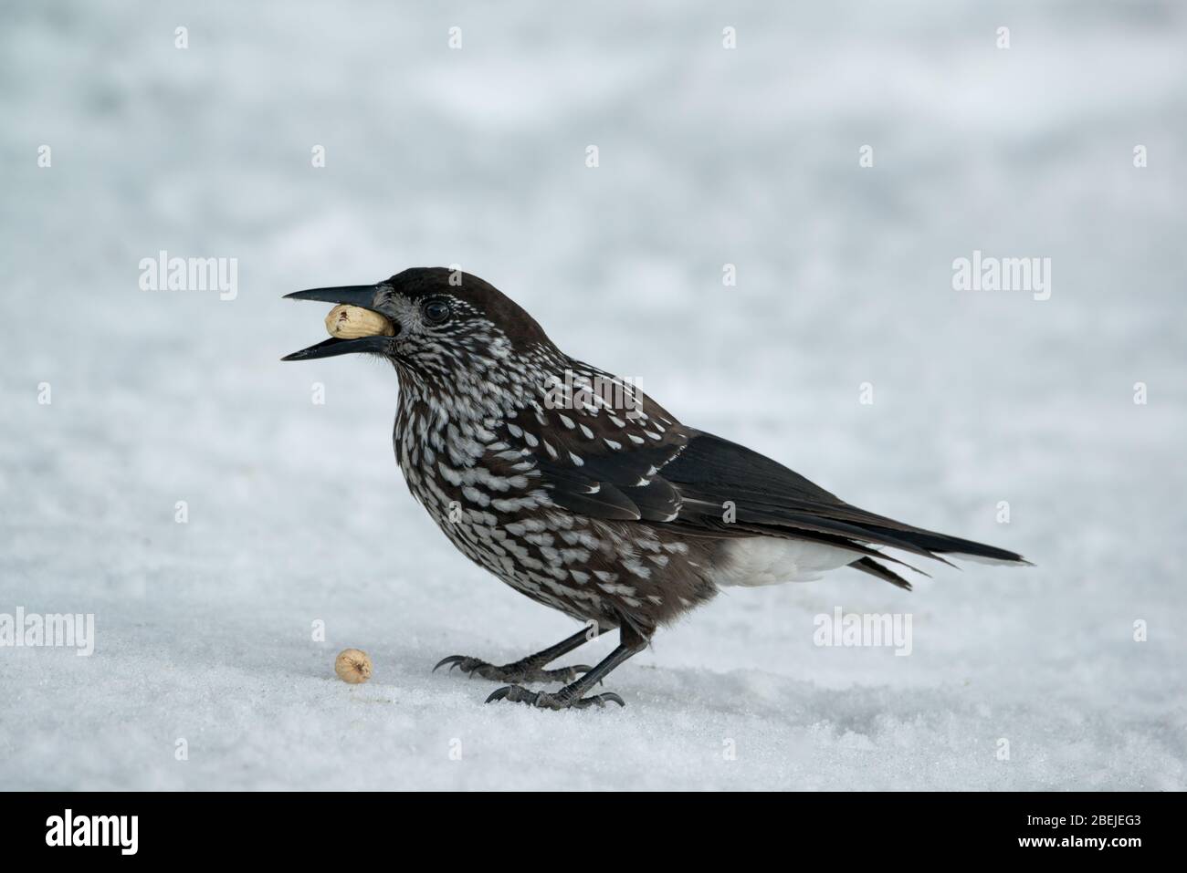 Spotted Nutcracker bird (Nucifraga caryocatactes) on snowy background