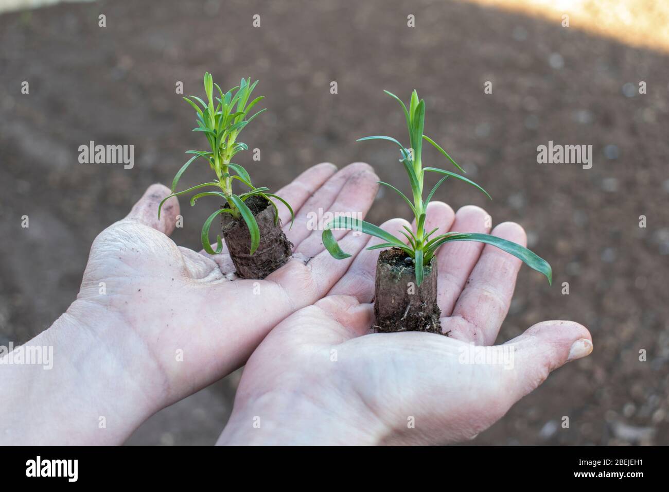Young carnation ( dianthus ) seedlings in hands Stock Photo Alamy