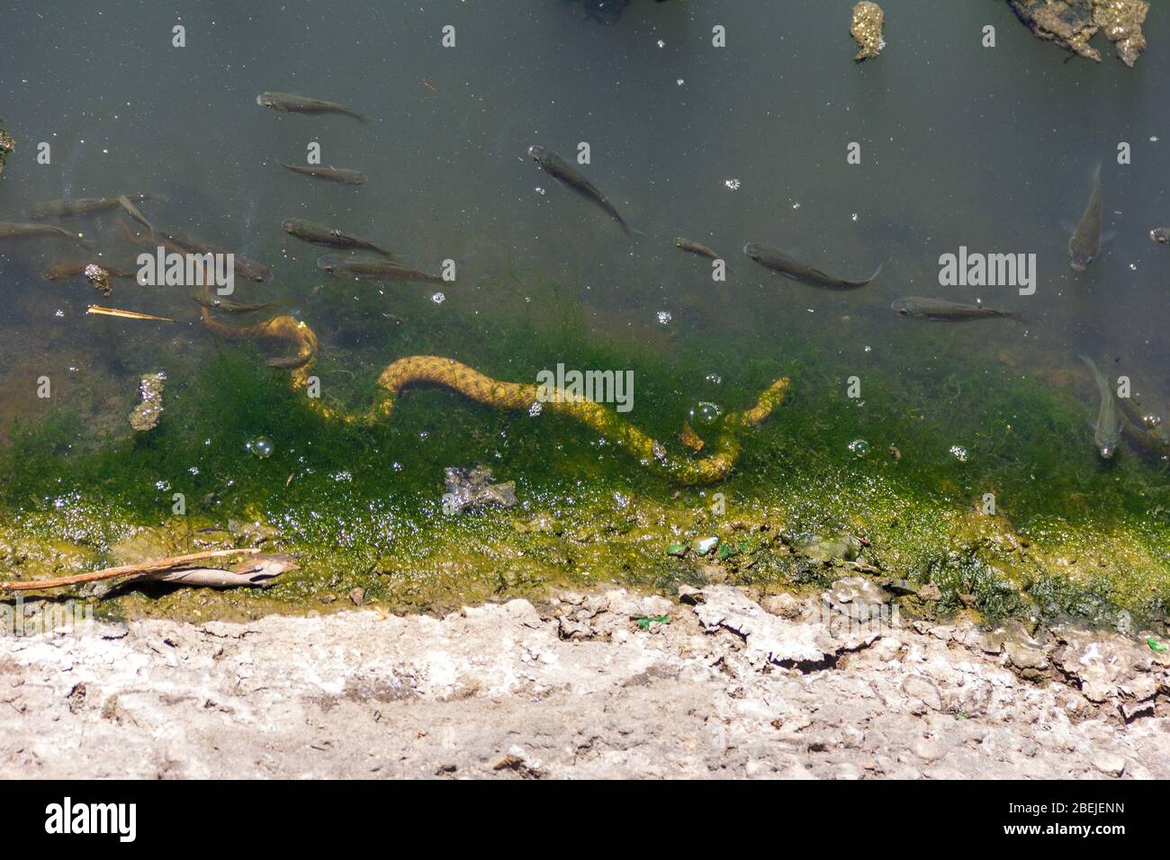 the not poisonous water snake ( Xenochrophis piscator) preys on fish in muddy water in the summer Stock Photo