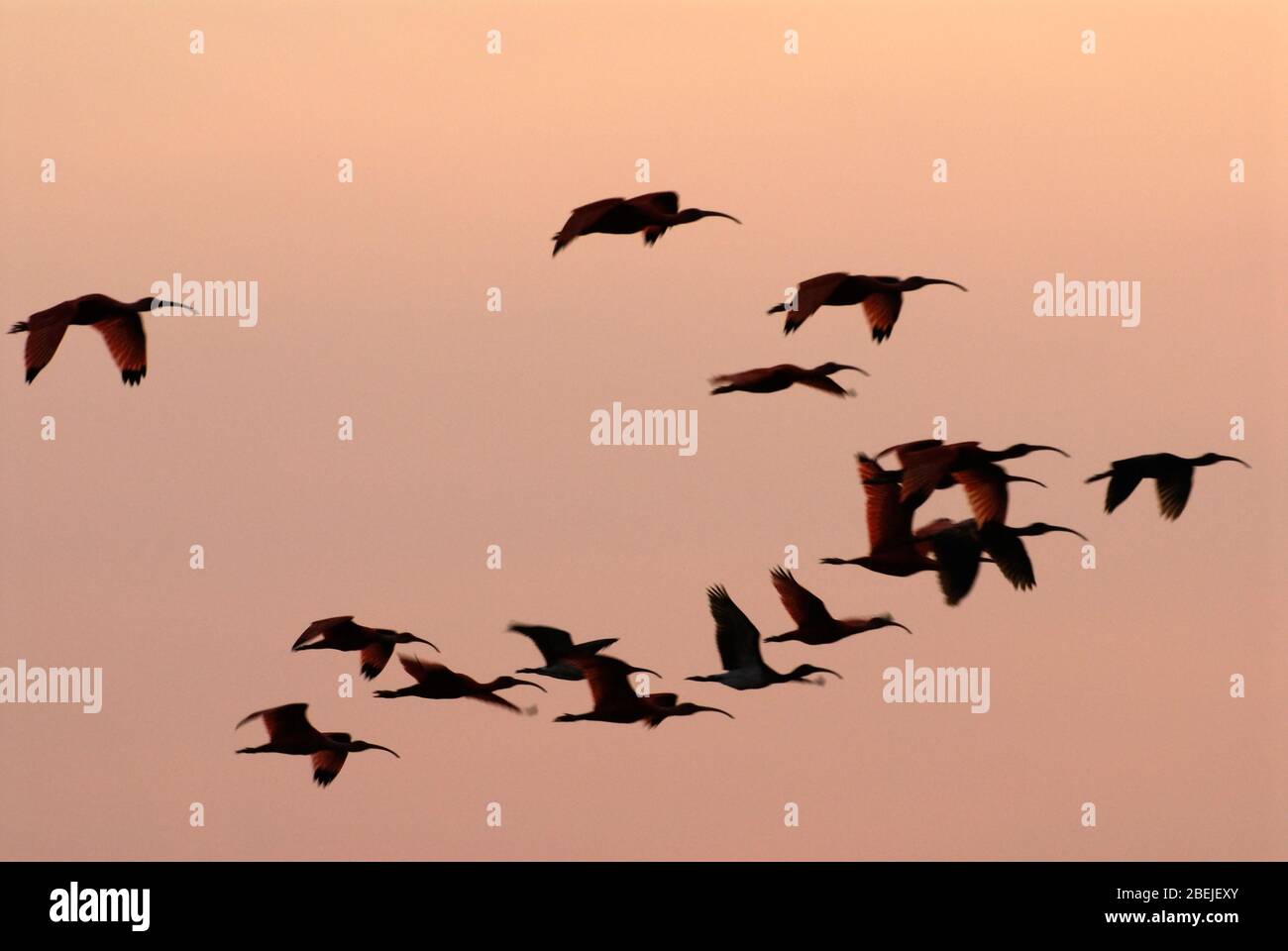 Colony of Scarlet Ibis flying in the sunset, Eudocimus ruber,LOS LLANOS, Venezuela, South America, America Stock Photo