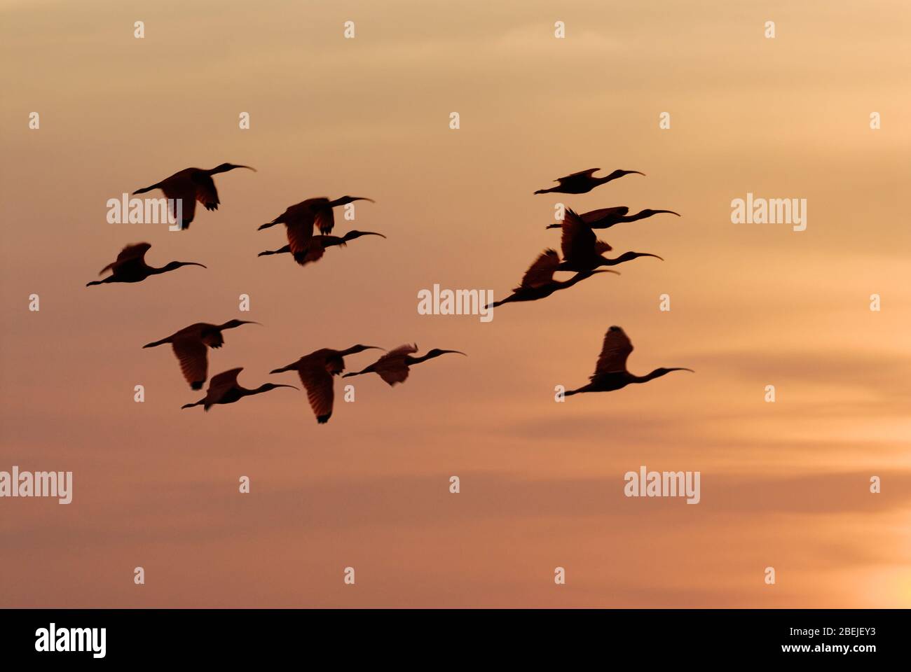 Colony of Scarlet Ibis flying in the sunset, Eudocimus ruber,LOS LLANOS, Venezuela, South America, America Stock Photo