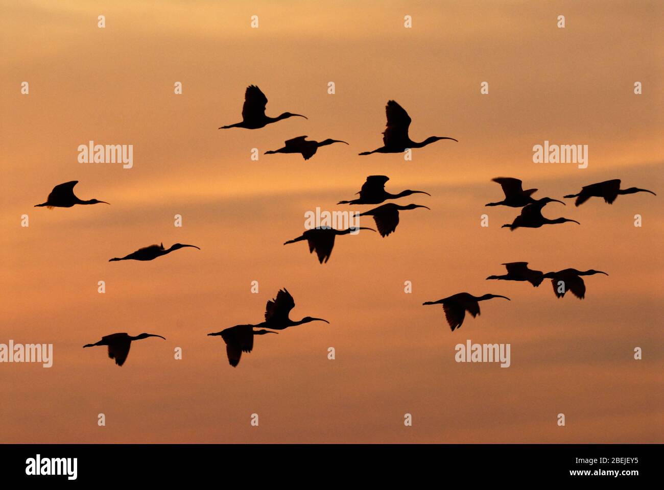 Colony of Scarlet Ibis flying in the sunset, Eudocimus ruber,LOS LLANOS, Venezuela, South America, America Stock Photo