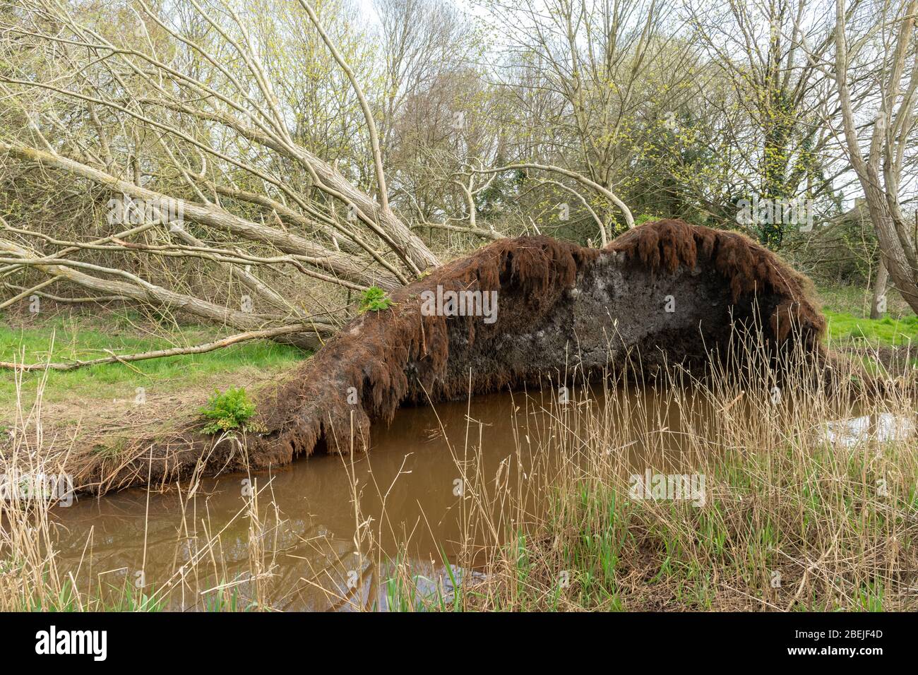Blown down tree hires stock photography and images Alamy