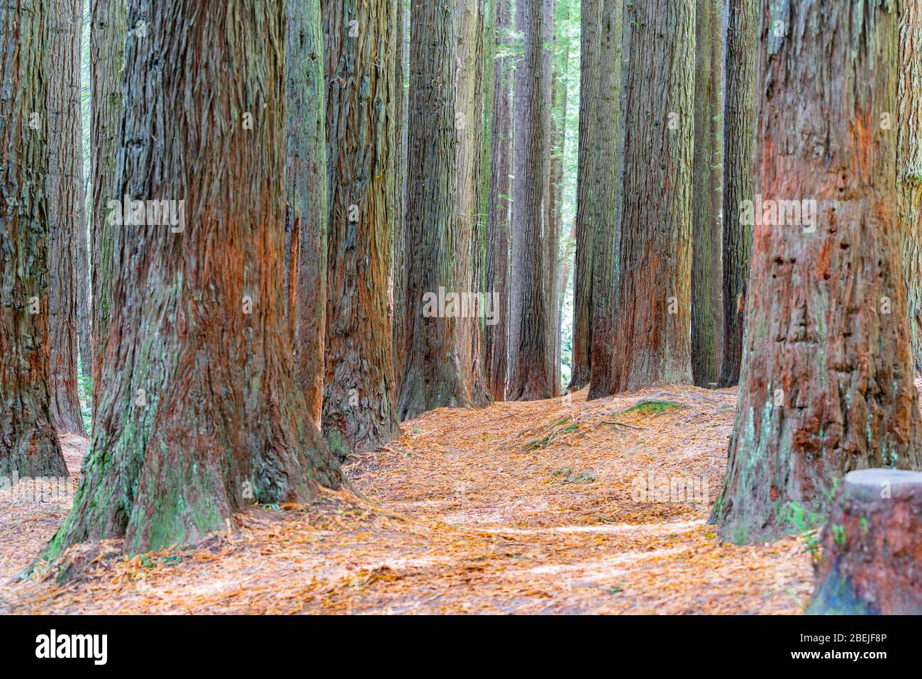 Redwood forest trees and effects Stock Photo Alamy