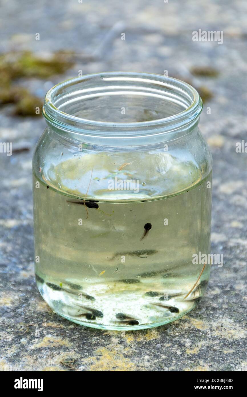 Jar of tadpoles of the common frog (Rana temporaria) during spring, UK