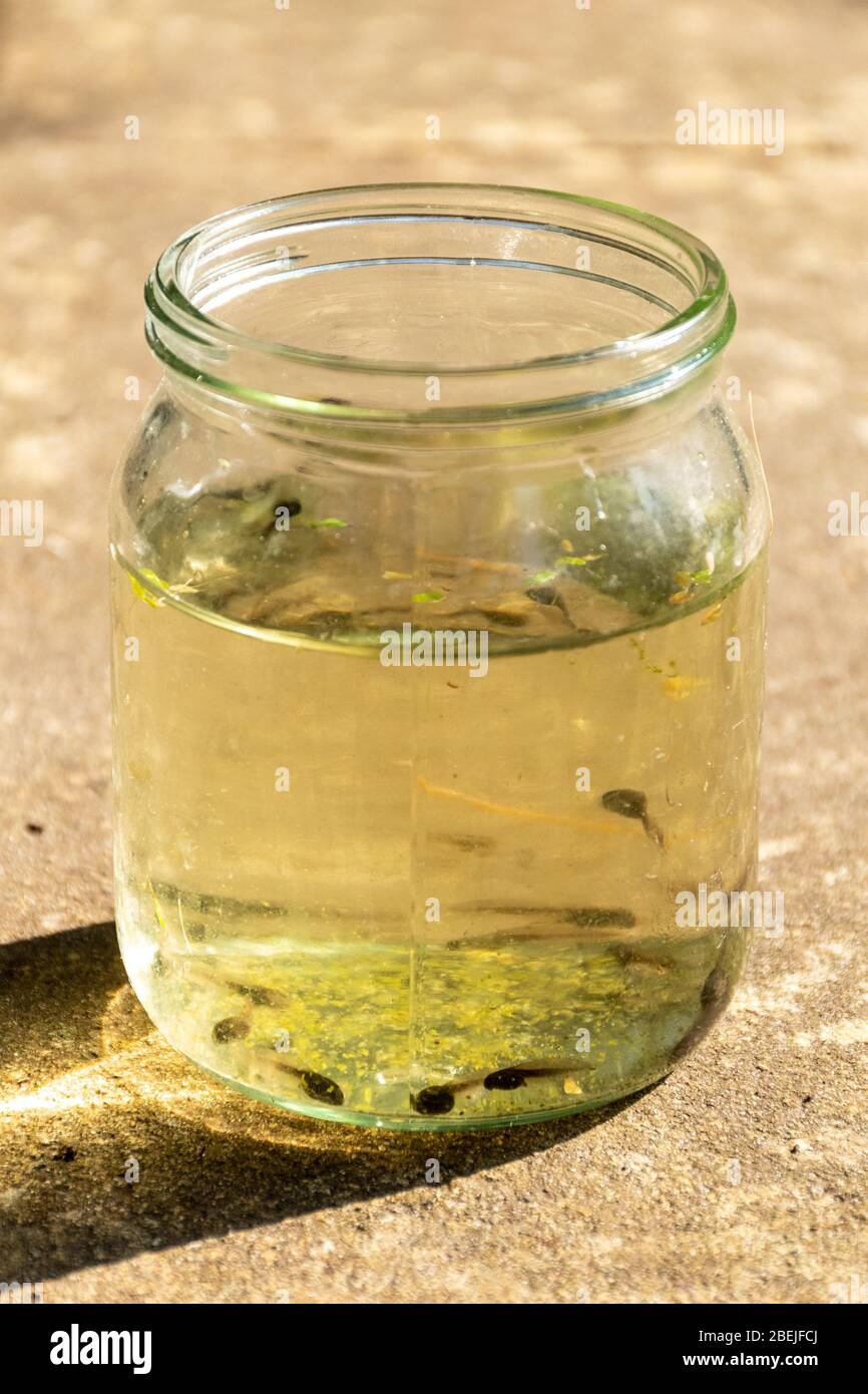 Tadpoles in a Jar