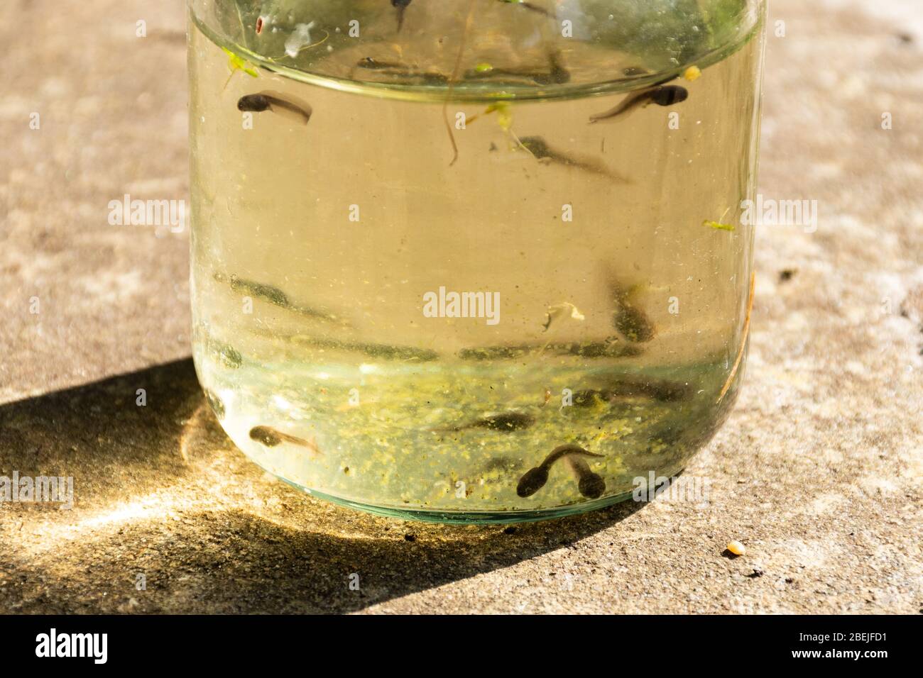 Tadpoles jar hires stock photography and images Alamy