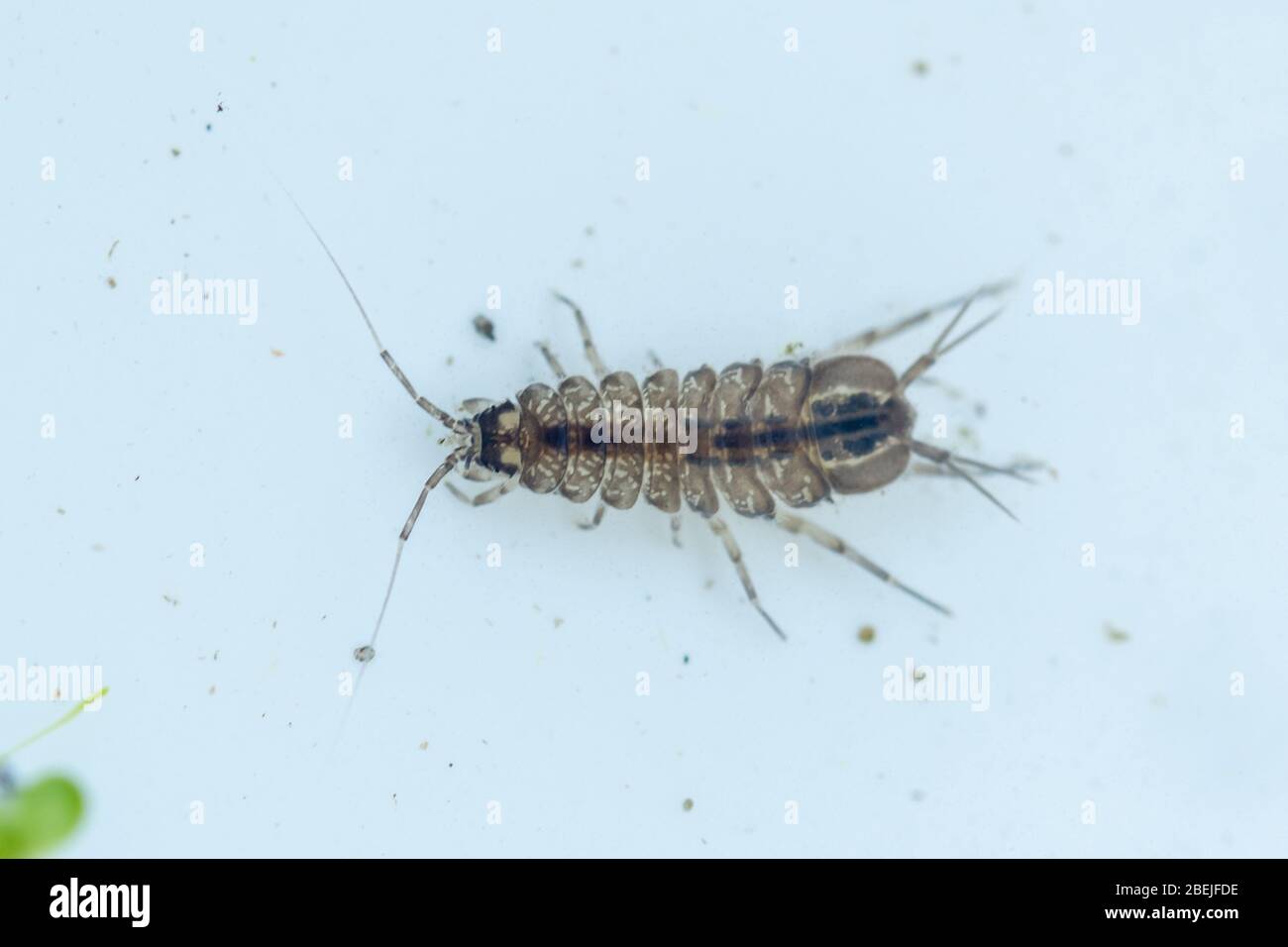 Close-up of a water slater (Asellus aquaticus), a freshwater crustacean, UK Stock Photo