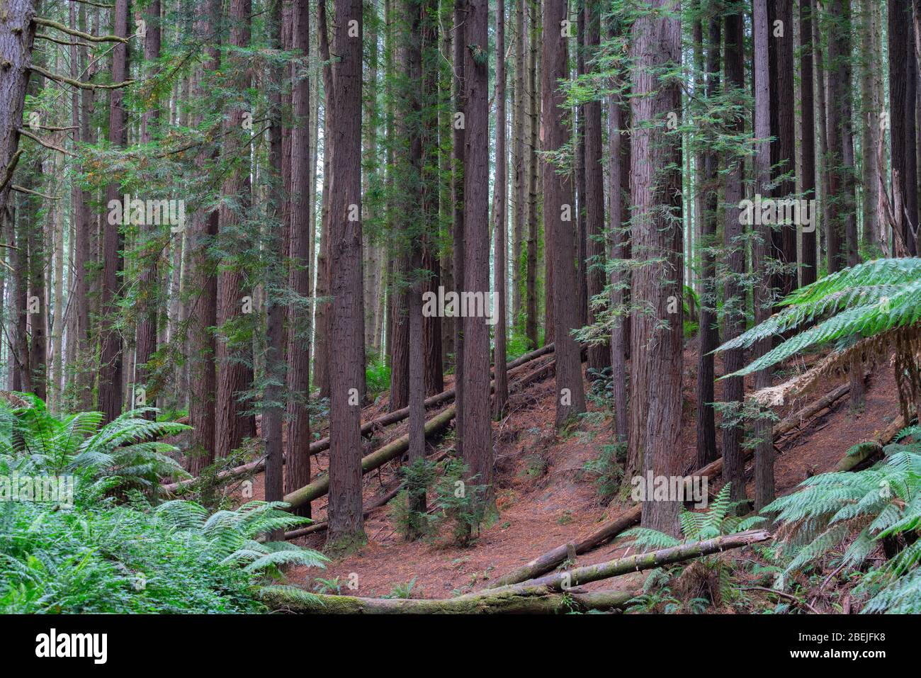 Redwood forest trees tall and slender growing on a slope Stock Photo ...