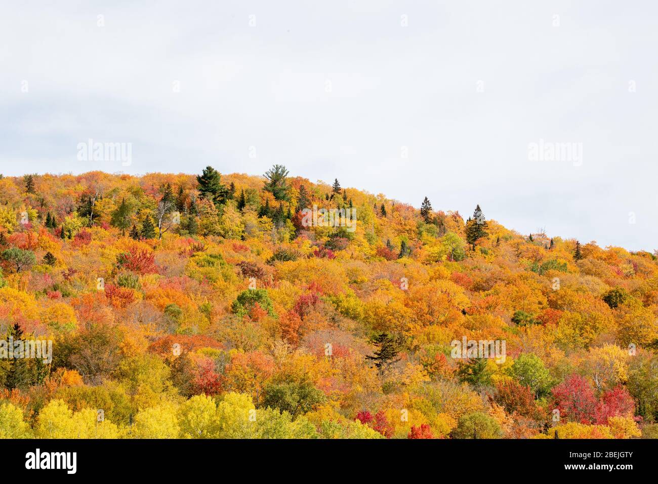 Hillside of fall foliage colors Stock Photo