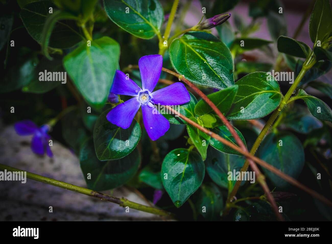 Beautiful purple spring flower in a spring green grass Stock Photo - Alamy