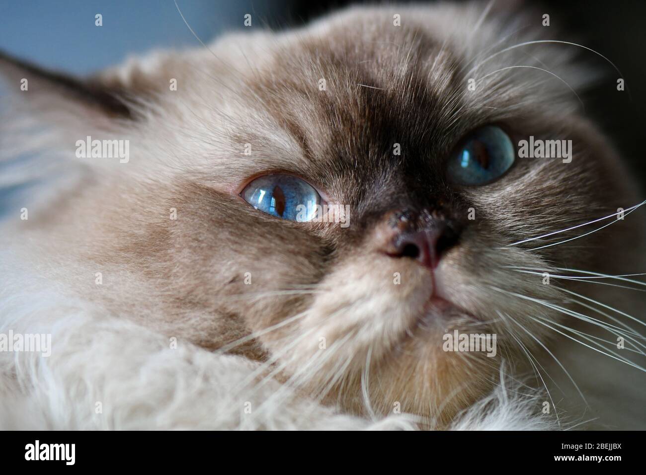 Ragdoll fluffy hi-res stock photography and images - Alamy