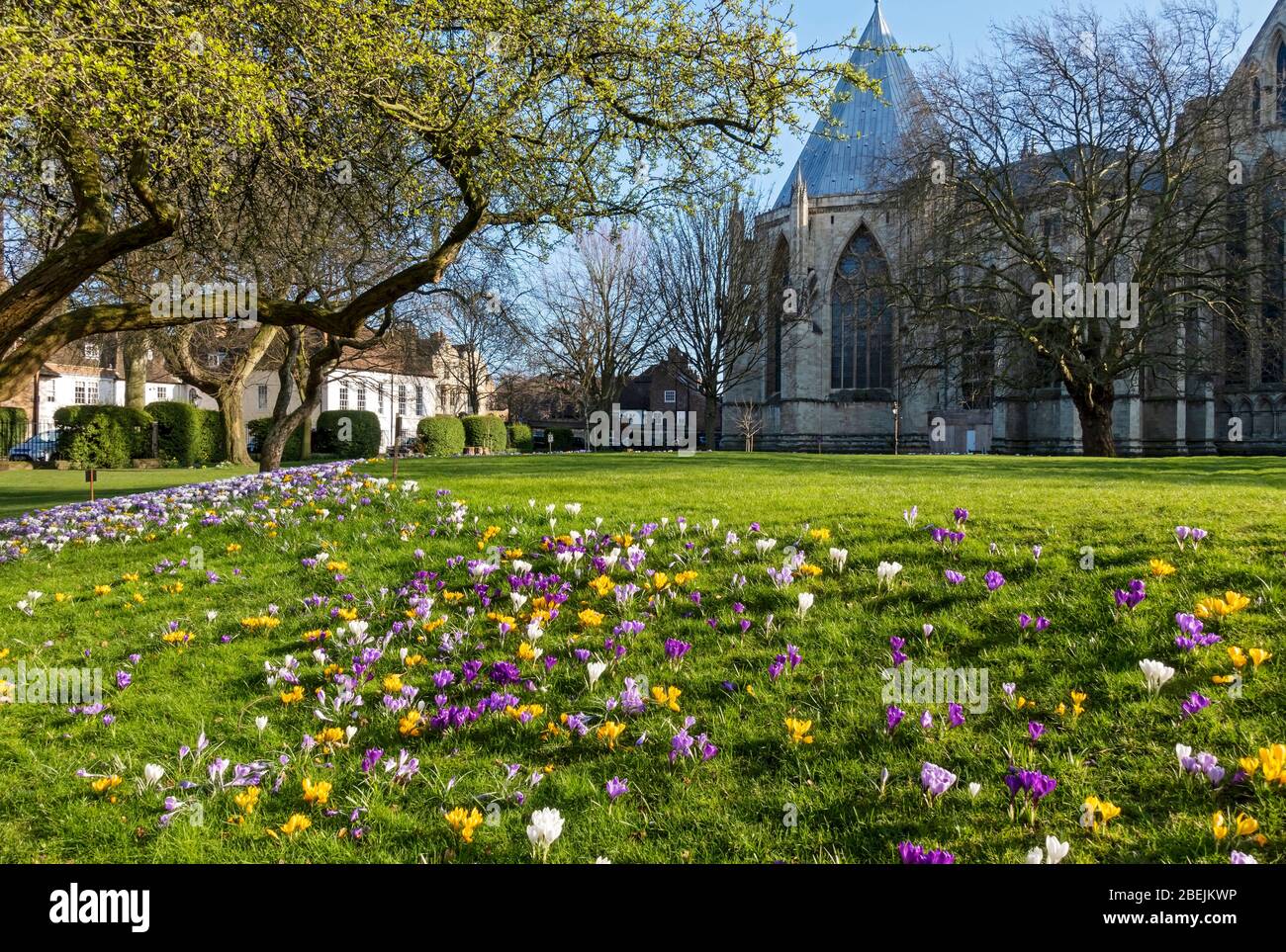 Purple yellow and white crocuses crocus flowers and the Minster’s Chapter House in spring Deans Park York North Yorkshire England UK United Kingdom GB Stock Photo