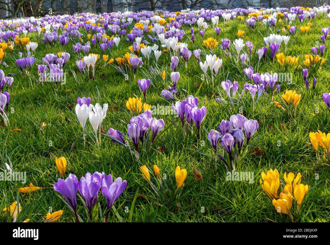 Close up of purple yellow and white crocuses crocus flowers in spring Deans Park York North Yorkshire England UK United Kingdom GB Great Britain Stock Photo